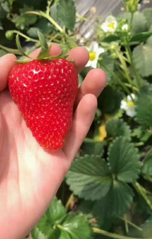 妙香七号草莓苗 妙香三号草莓苗 妙香草莓苗脱毒苗 签订合同