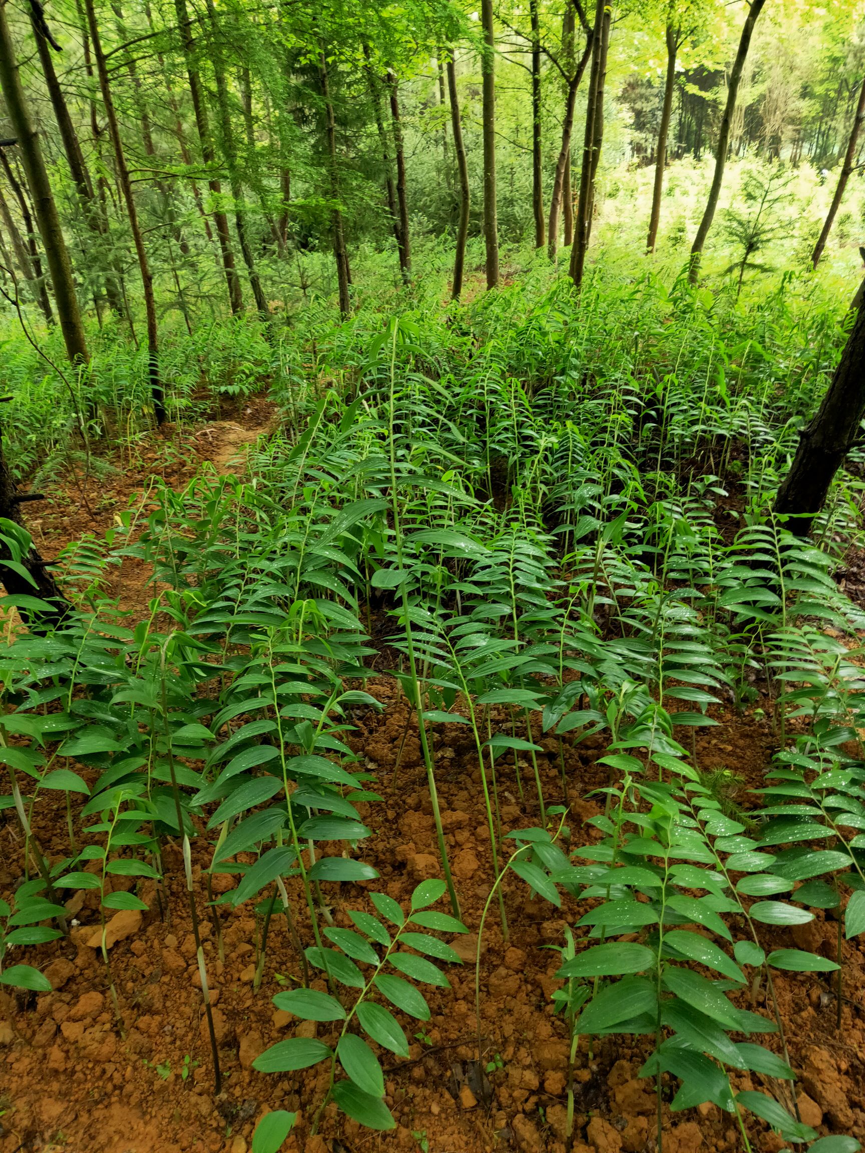 黄精种苗  多花药典品种 基地直供 现挖现卖提供技术包回收