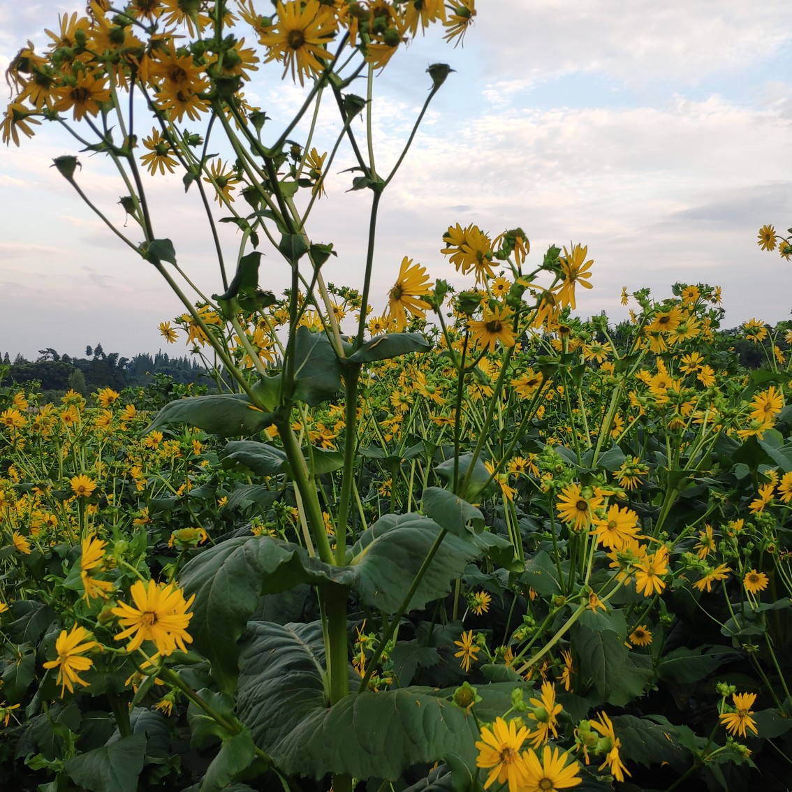 大叶蛋白菊高产亩产20吨，高蛋白，富含18种氨基酸SOD高