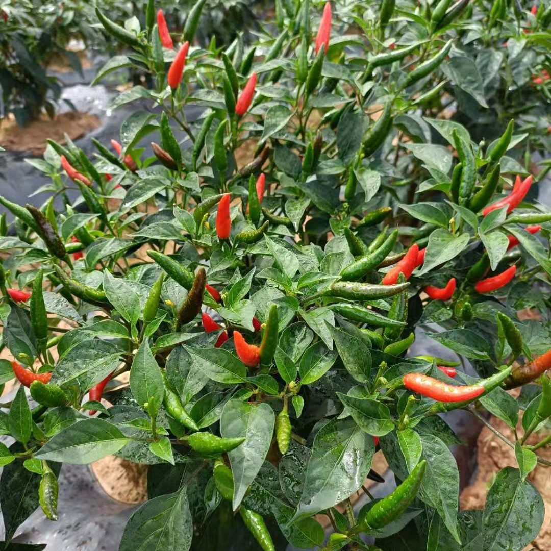 小米椒 云南椒中玉采摘中