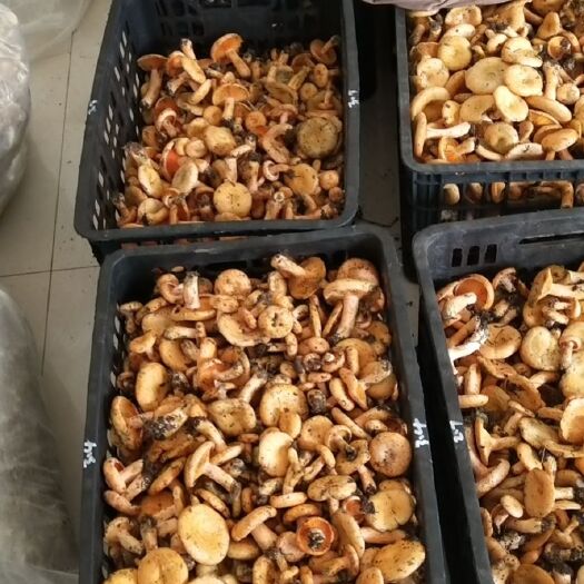 永顺县松树菌（黄菌），大量上市，精品小朵，白菜价，