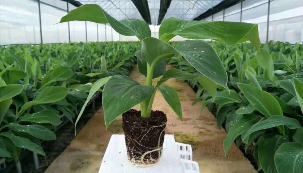 金粉一号香蕉苗  香蕉苗、粉蕉苗，金粉一号蕉苗，苹果粉蕉苗，桂蕉6号香蕉苗