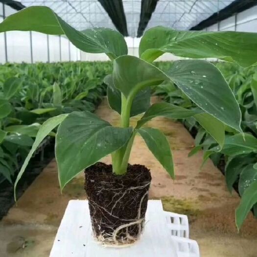 南宁金粉一号香蕉苗  香蕉苗、粉蕉苗，金粉一号蕉苗，苹果粉蕉苗，桂蕉6号香蕉苗