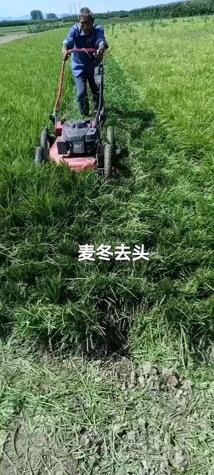 襄樊麦冬草  精品无土中叶，自产自销一手货源保证质量，全国大量供应中