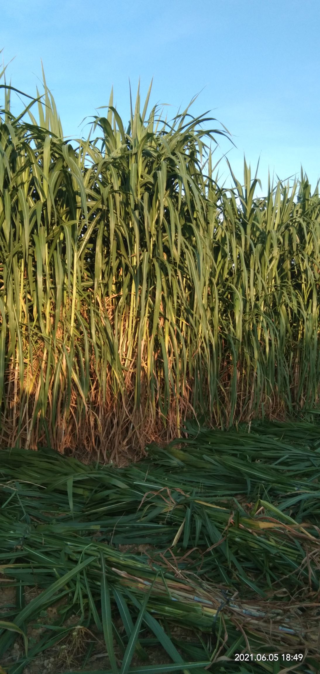  甜象草种无绒毛高产多年生长牛羊猪鱼牧草