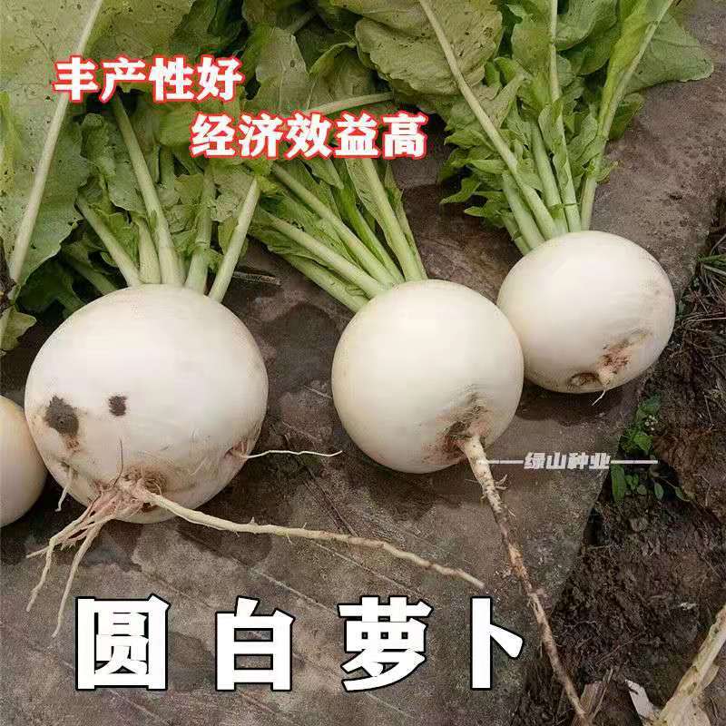 扬州圆白萝卜种子圆萝卜甜脆不糠心四季种植