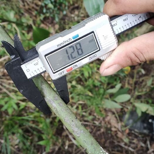 瑞丽市菝葜 金刚藤有需要的老板可以联系