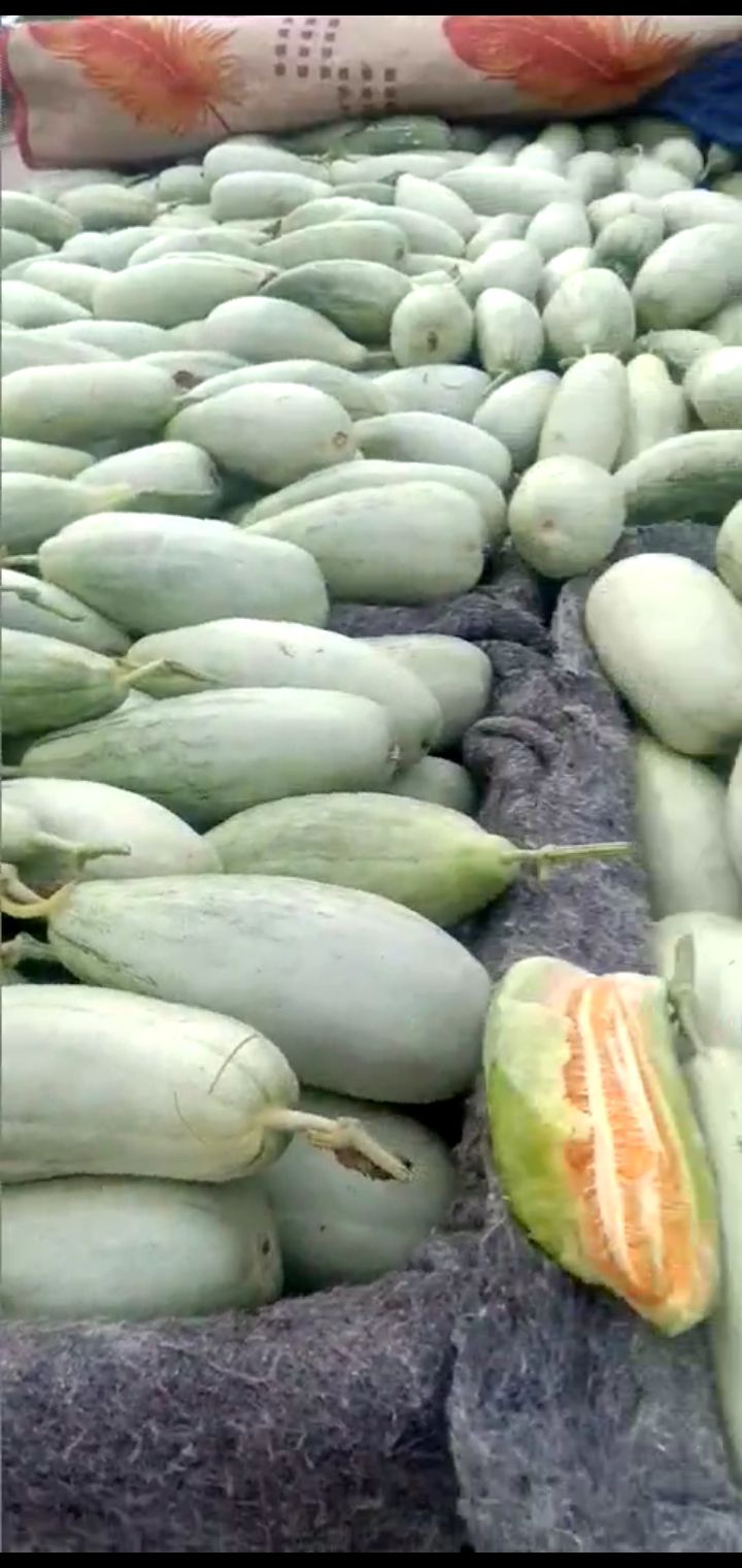 博洋甜瓜 博洋61 ，口感脆甜 ，香甜可口 ，老少皆宜