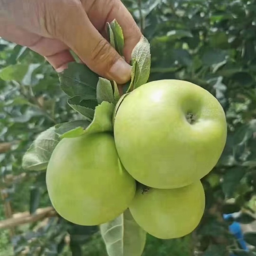 昭通青苹果  云南昭通高海拔青香蕉，