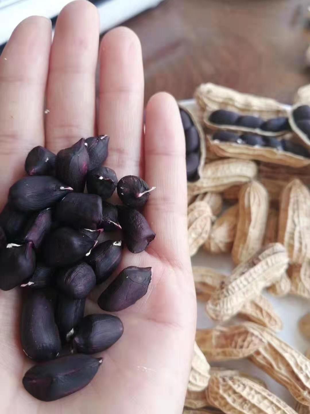  云南普洱黑花生