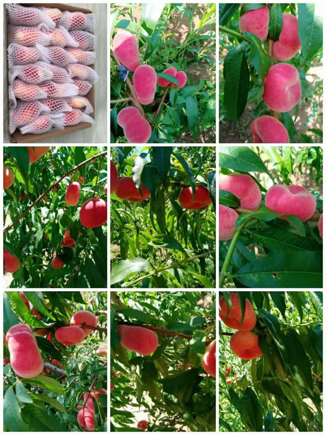 黄蟠桃  平谷鲜桃