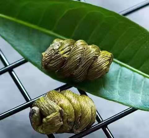  云南铁皮石斛生条