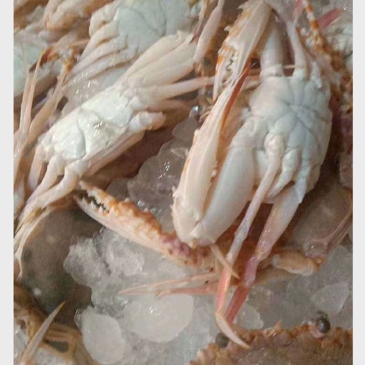 温岭市远海梭子蟹  红毛蟹，肉蟹，石英蟹，冰鲜红蟹