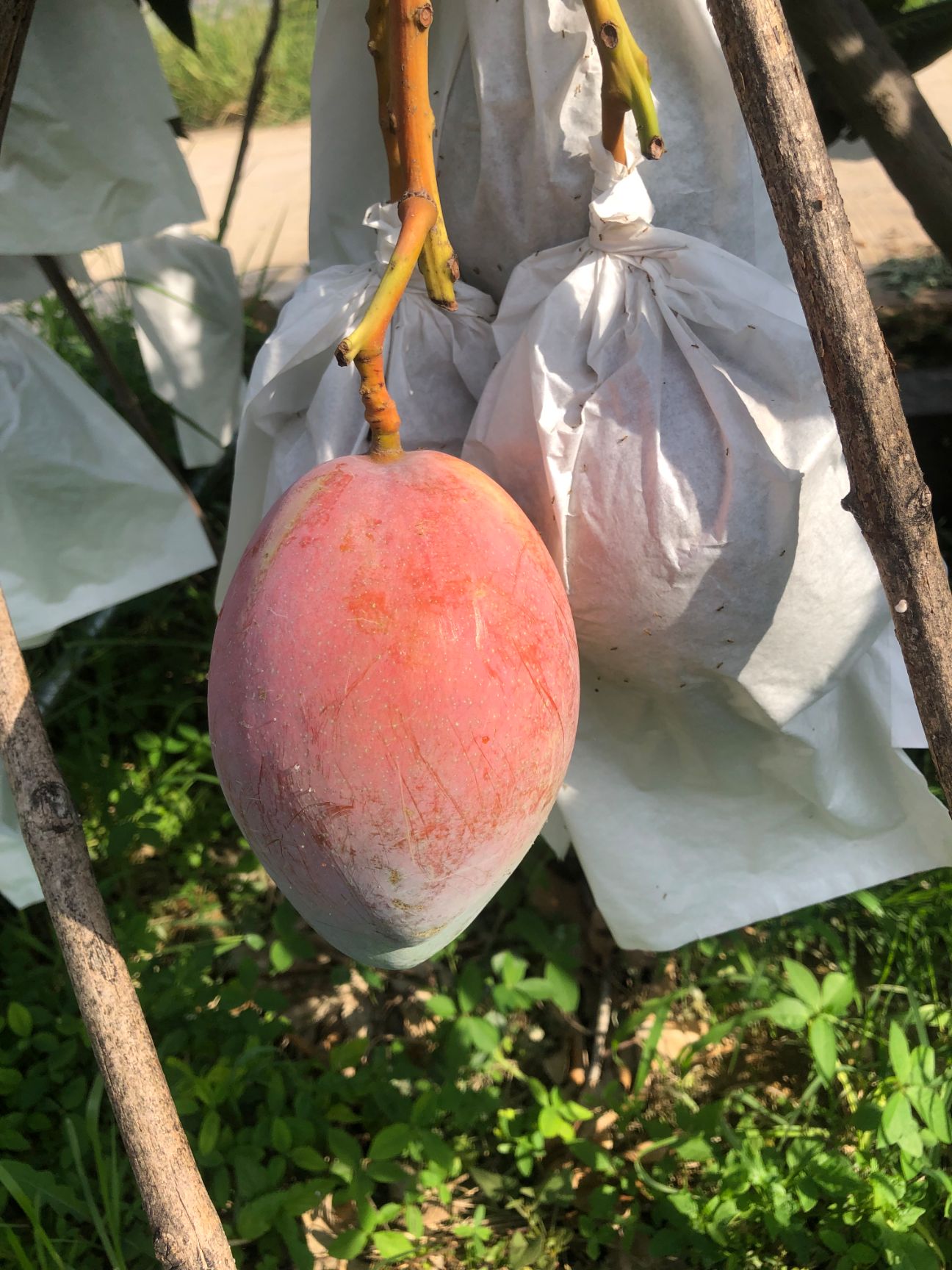 四川攀枝花市凯特芒果吉禄芒果白袋黄袋