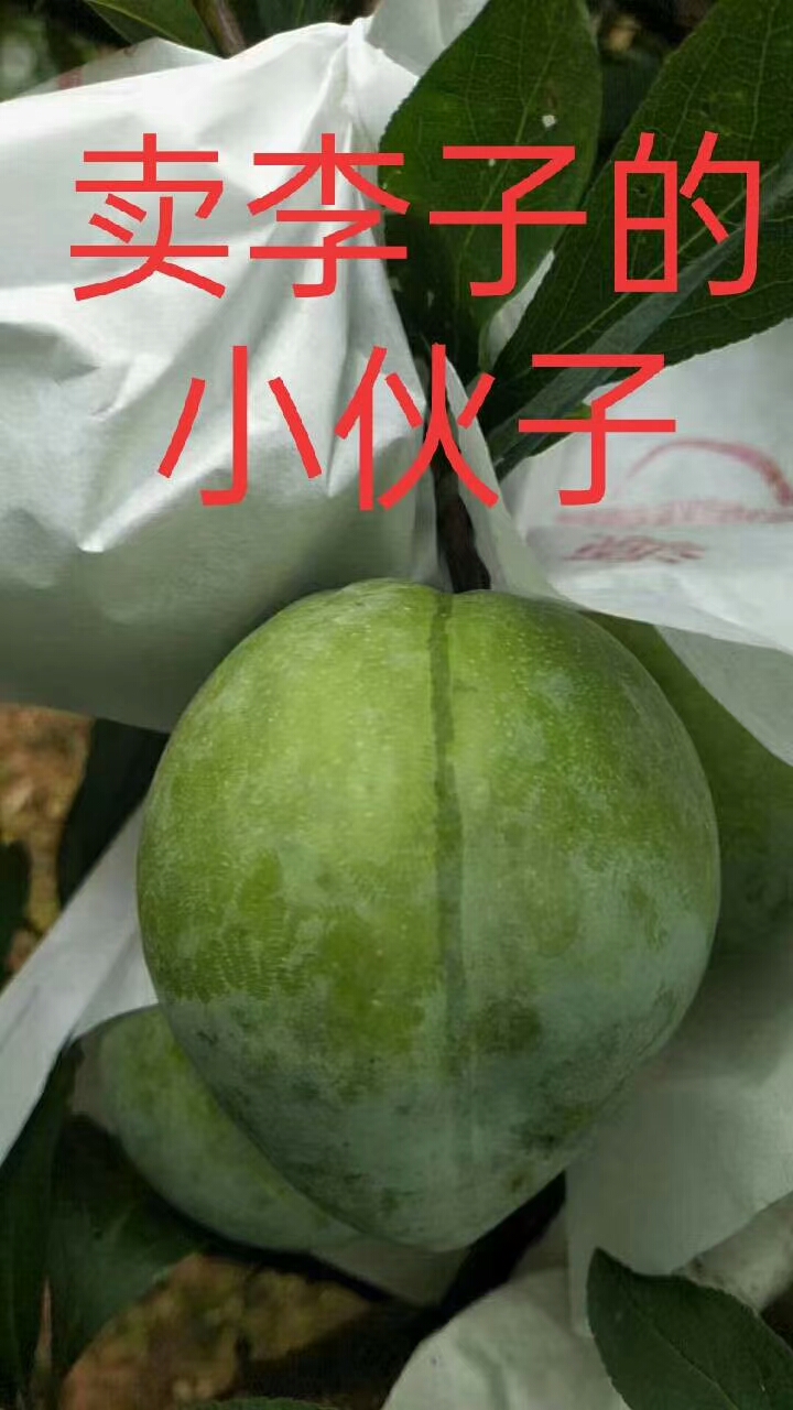 奈李 广东省韶关市仁化县 