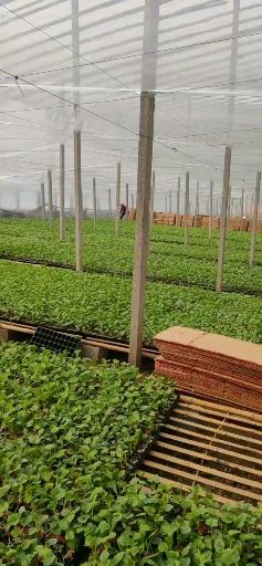 包菜苗  山东寿光甘蓝苗