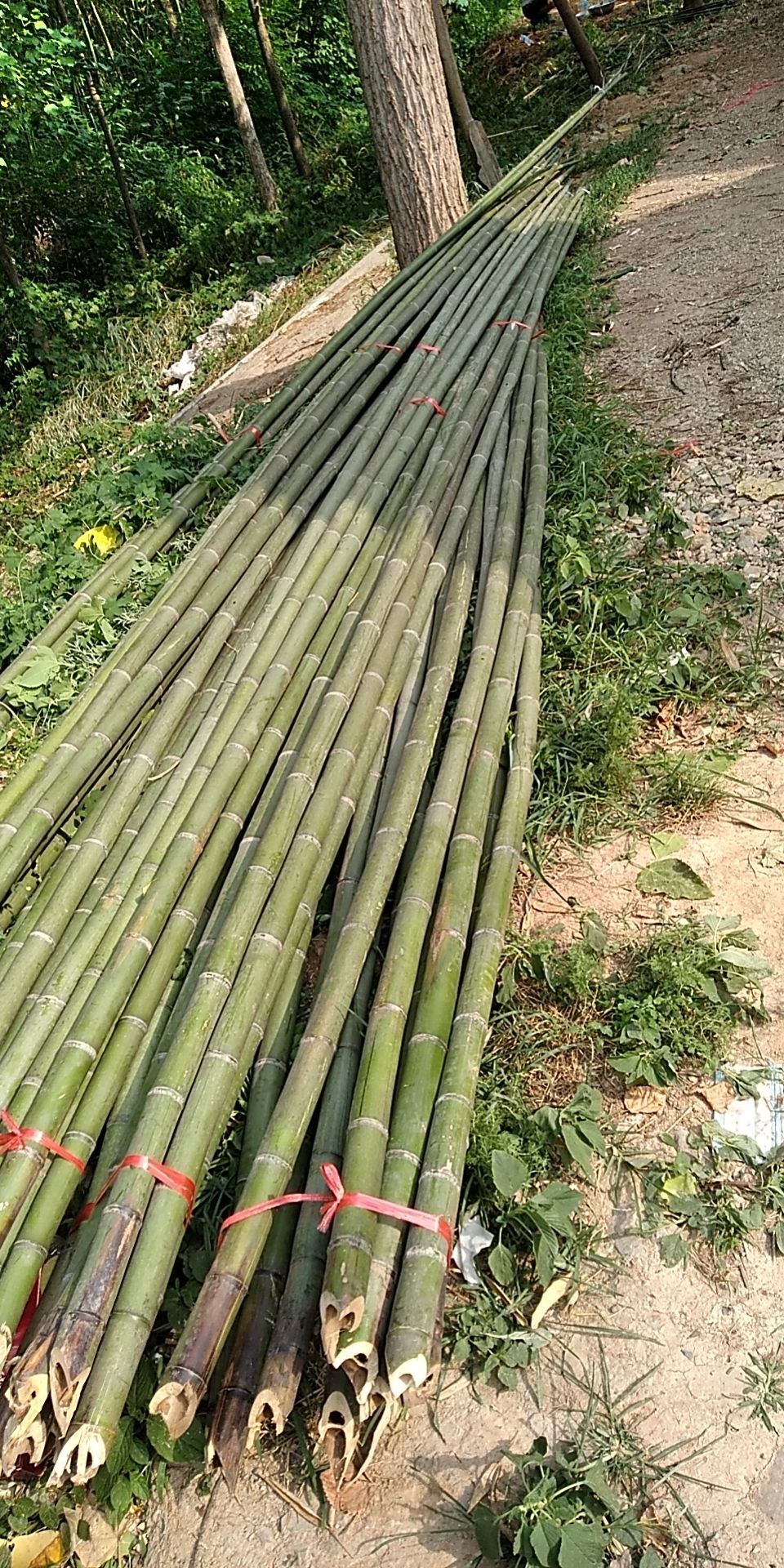 竹片，小拱棚，
