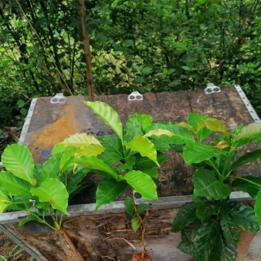 思茅咖啡树种子 云南小粒咖啡树苗