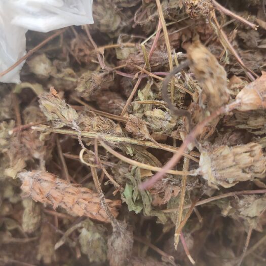 黄平县夏枯草 天然 无污染