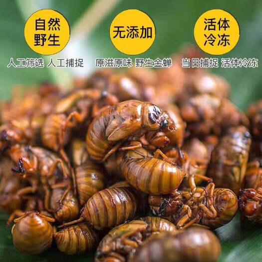 泗水县 金蝉