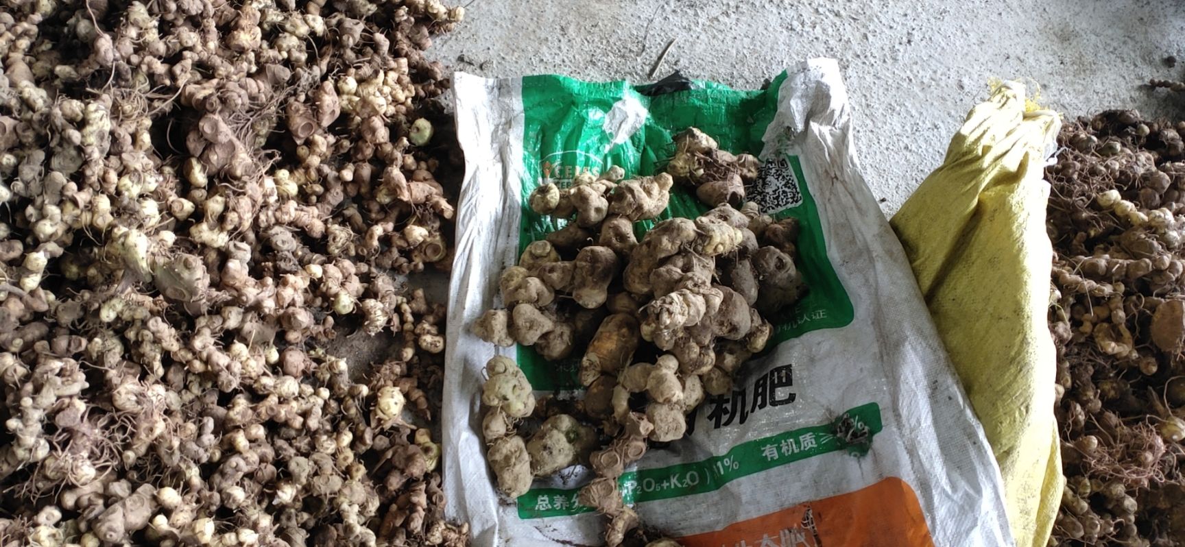  黄精多花黄精茎块芽头、黄精种苗