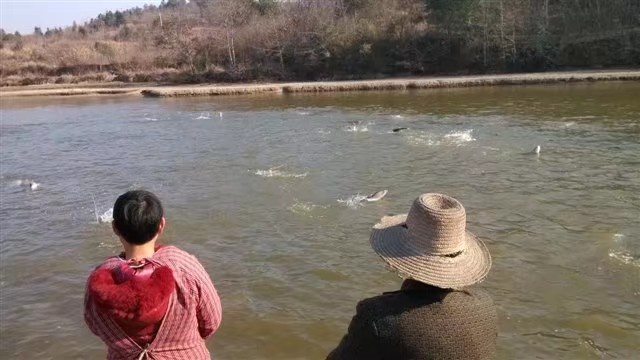 浠水县黑鲫鱼  绿色环保农村山泉鲫鱼