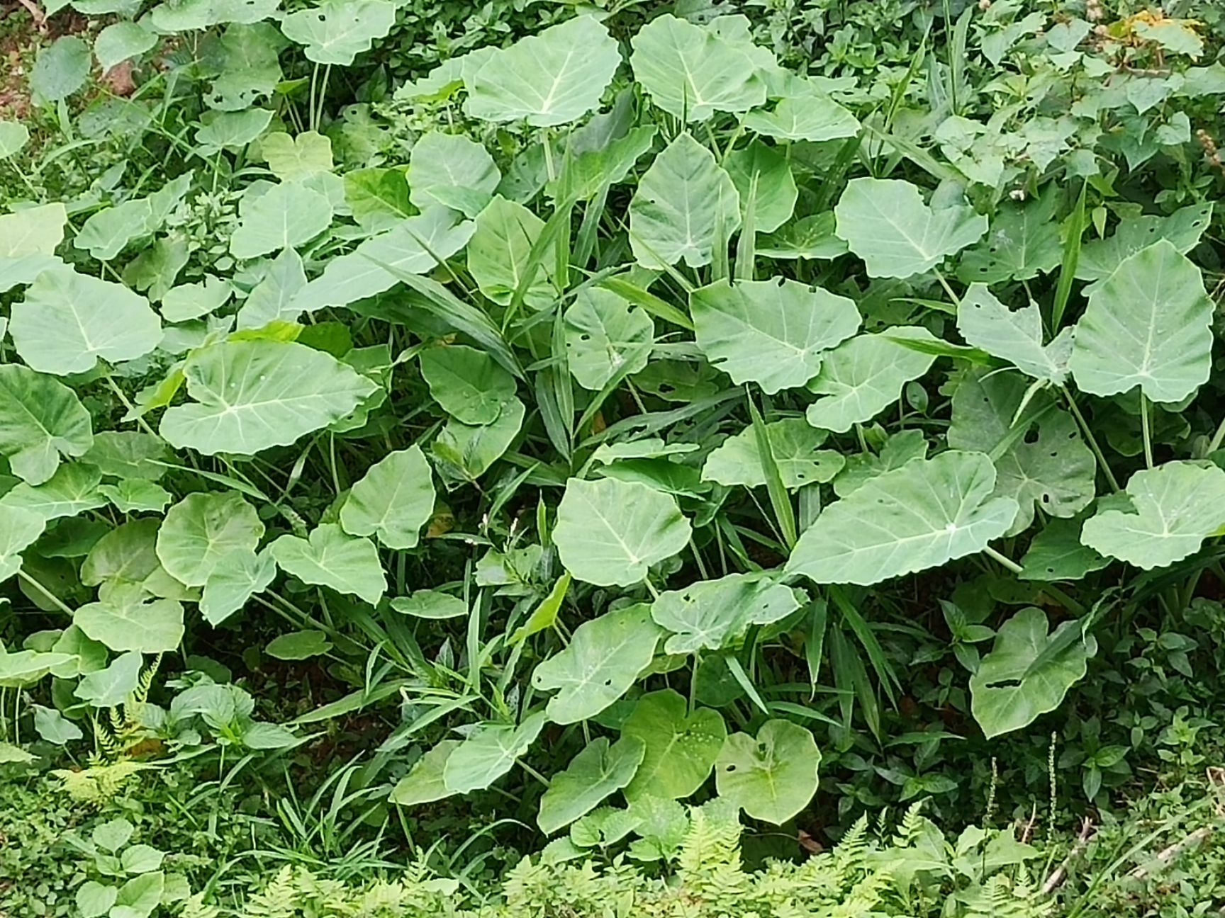 广芋  贵州新鲜白广菜苗现摘广菜牛瘪广菜芋懞芋荷菜带根盆栽广菜苗5颗