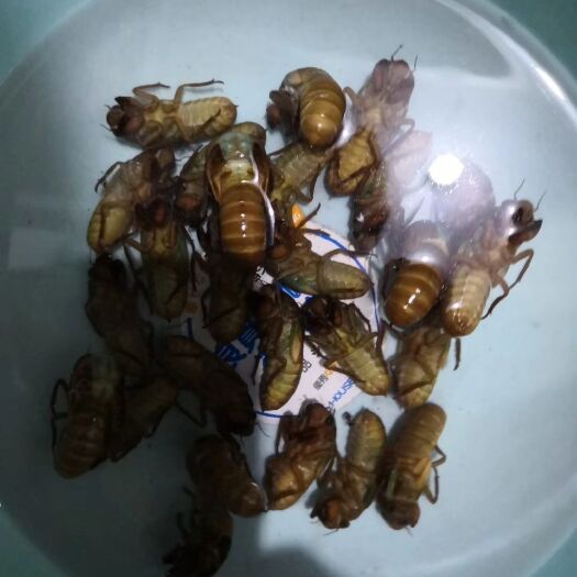 益阳 金蝉，非人工养殖竹蝉，无苦味