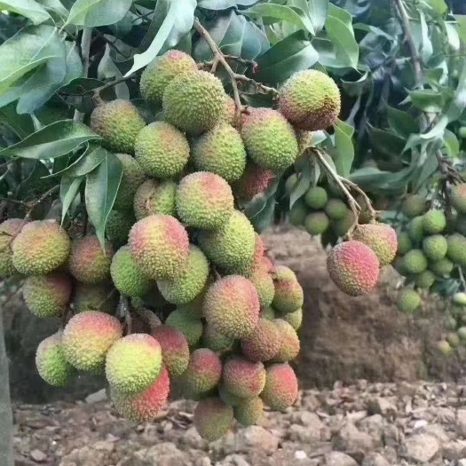 屏边县全国金奖得主的妃子笑荔枝