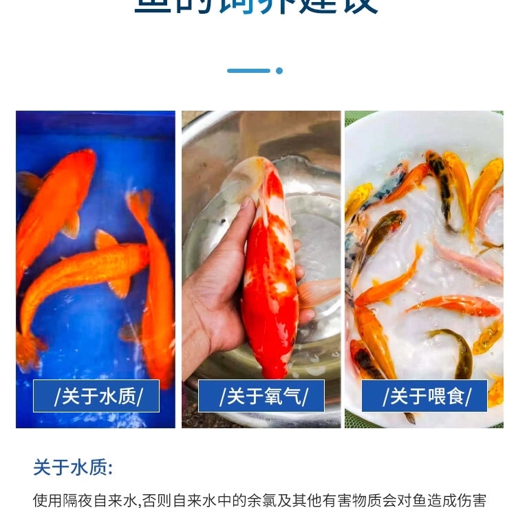 锦鲤鱼苗  包精品锦鲤幼鱼苗观赏鱼日本锦鲤红白三色黄金鲤