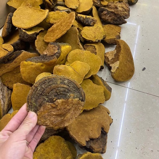 安国市桑黄500克包邮灵芝 桑树桑黄茶孔菌灵芝金边整朵西藏