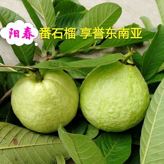 阳春市番石榴  货源充足，品质上乘