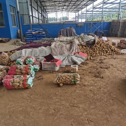 莱西市红土豆  产品名称：土豆，白菜       产地：山东