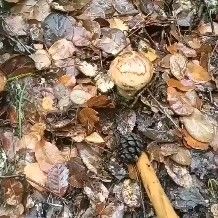 西藏林芝新鲜松茸 1000g每件 一件代发 欢迎洽谈