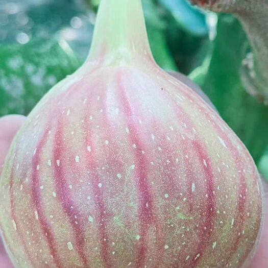 彭州市波姬红无花果 无花果