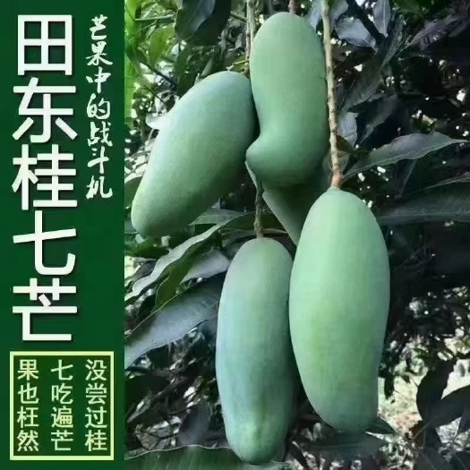 田东县 广西百色田东芒果，本人这两个月都在忙采摘芒果，很少有时间上网