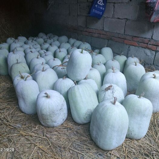 崇州市 白皮冬瓜，吊瓜