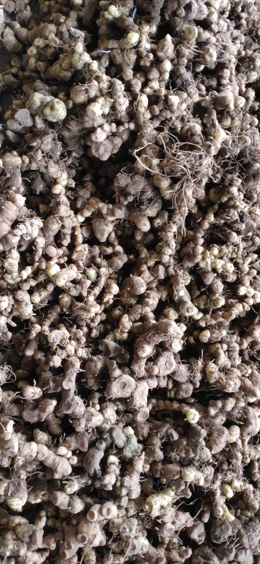  黄精多花黄精茎块芽头、黄精种苗