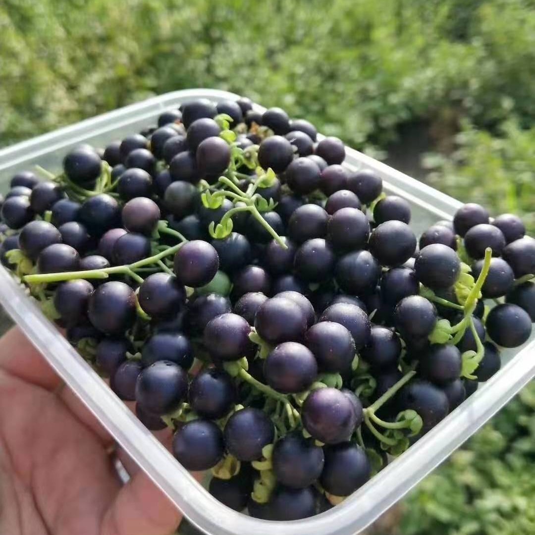  龙葵(也叫悠悠，天天，星星)，是很好的中药材