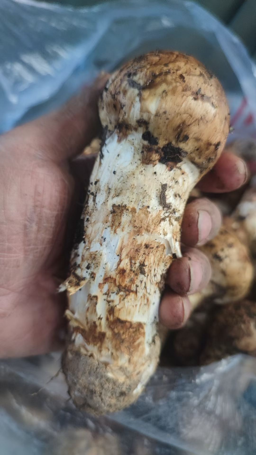 西藏林芝新鲜松茸 1000g每件 一件代发 欢迎洽谈