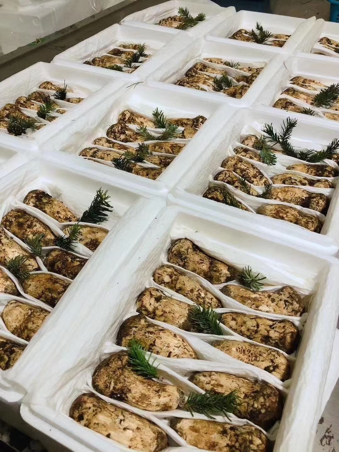 西藏林芝新鲜松茸 1000g每件 一件代发 欢迎洽谈