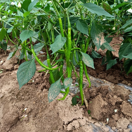 南部县二荆条 青海椒