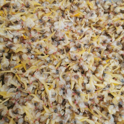 黄蚬子干批发发！白菜价
134-7007-0416