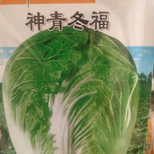 白菜种子  大白菜