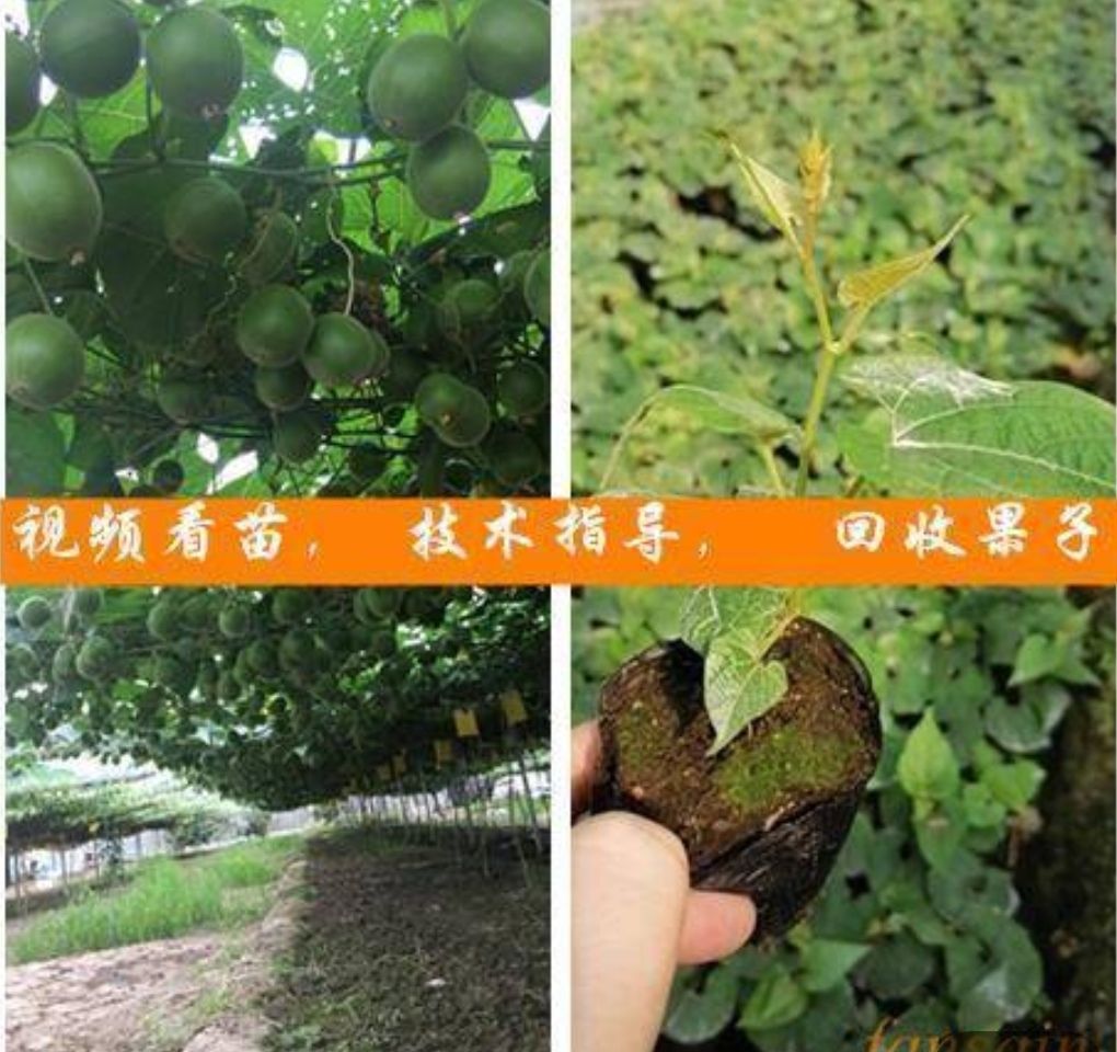 桂林优质罗汉果苗（可视频看苗，提供技术指导，可回收果子）