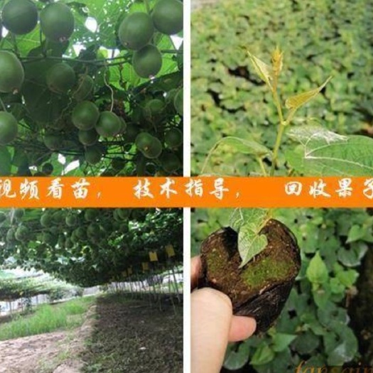 桂林优质罗汉果苗（可视频看苗，提供技术指导，可回收果子）