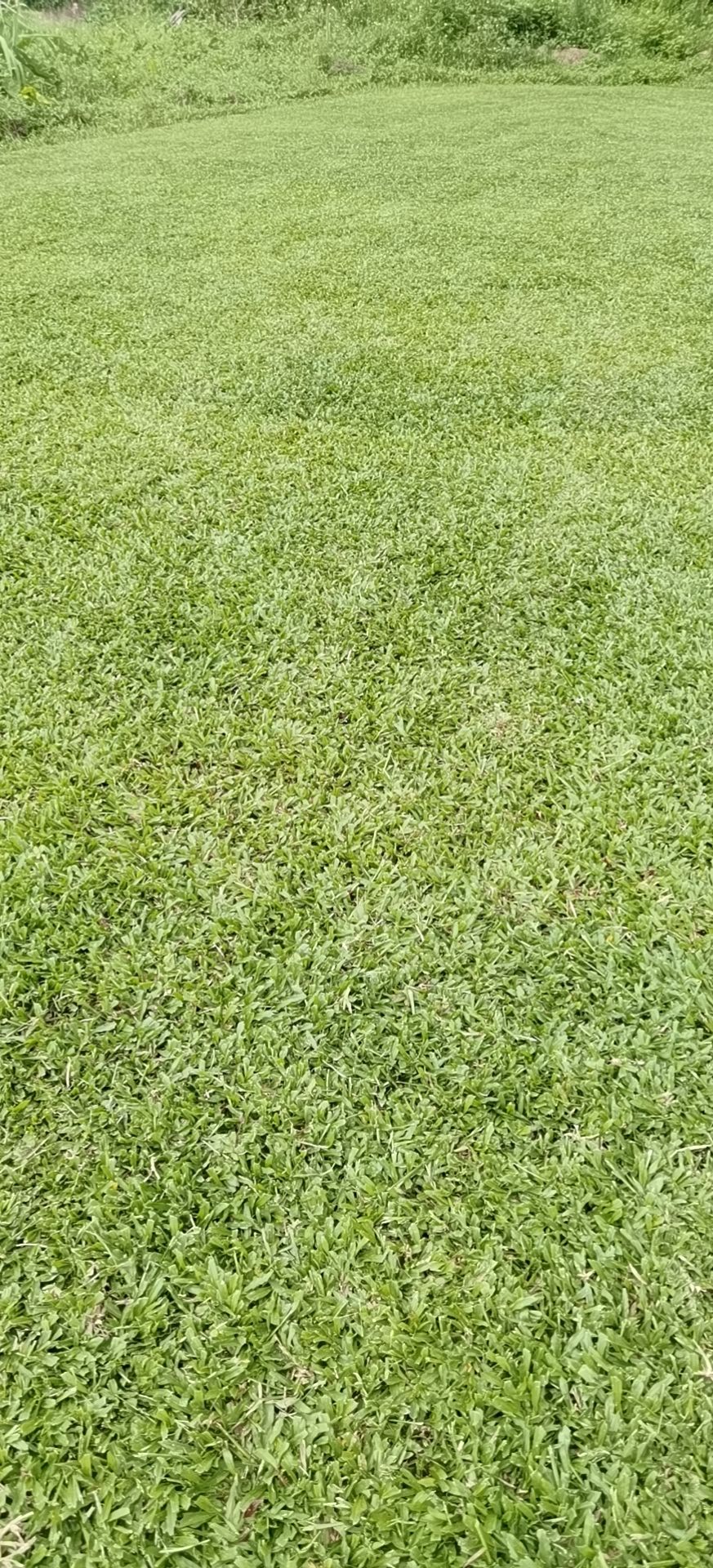 大叶油草 泥巴厚，密度好，成活率高