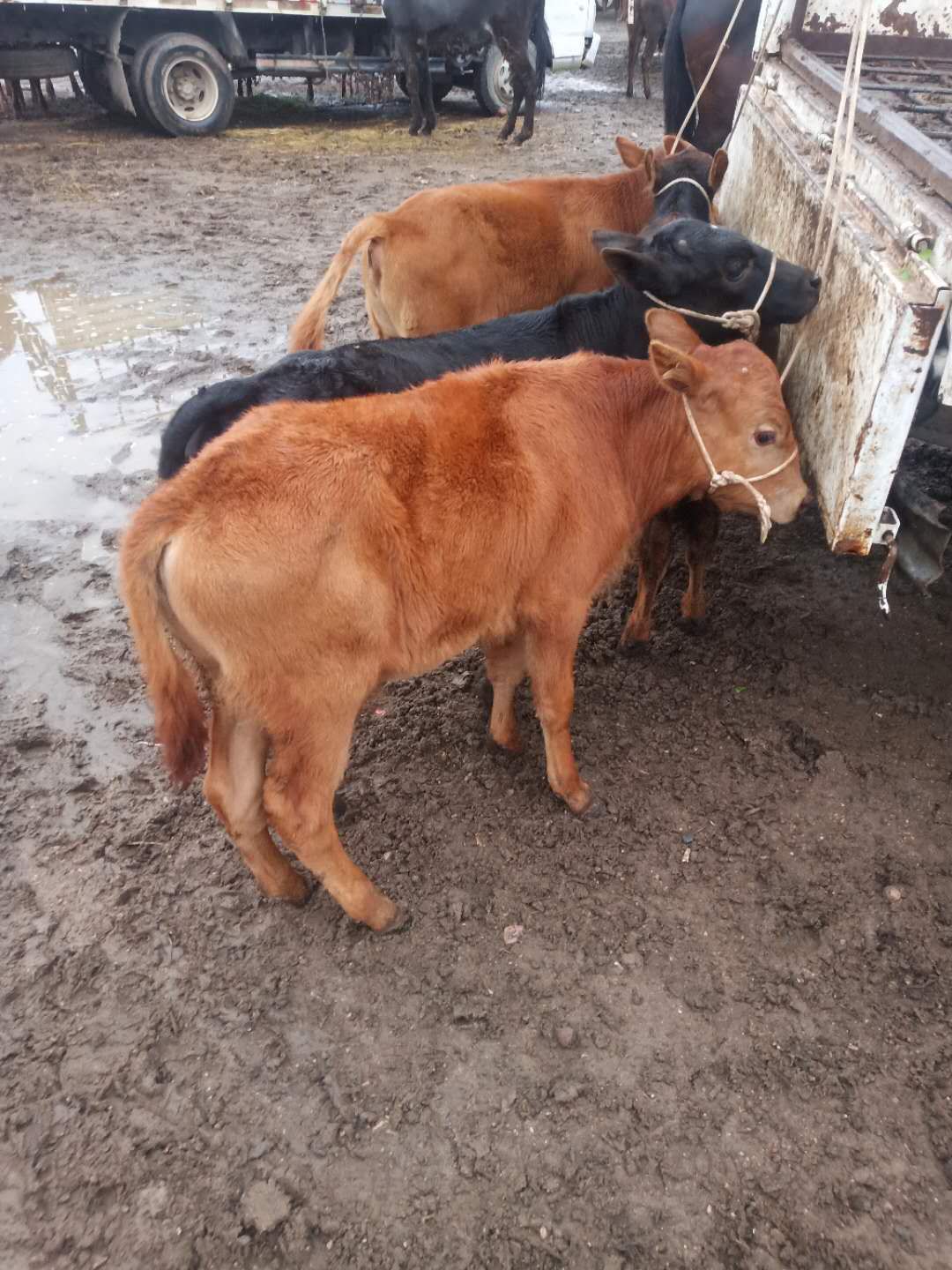 改良黄牛犊，杂交牛犊