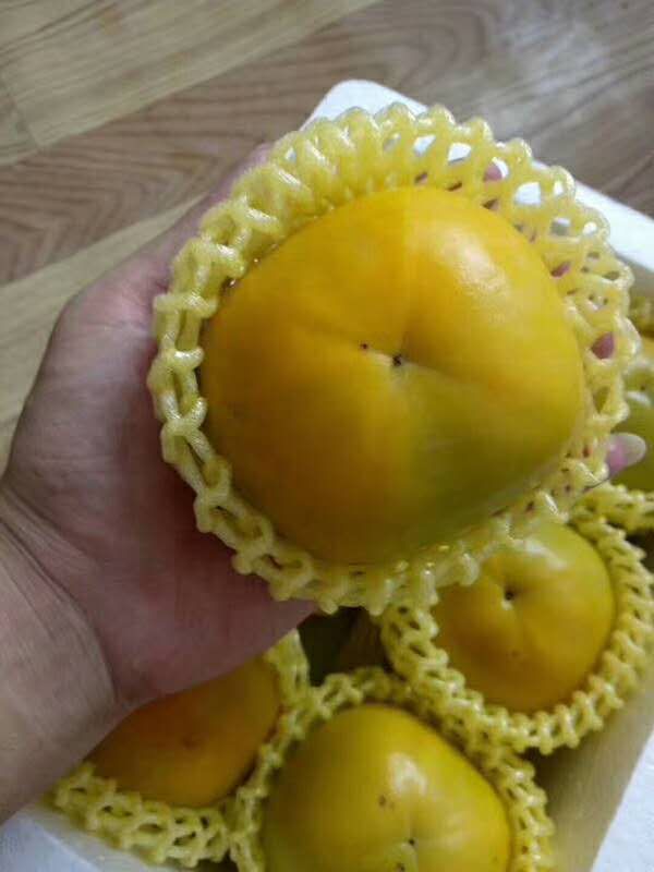 太秋甜柿苗  广西苗圃批发供应嫁接大秋甜柿苗