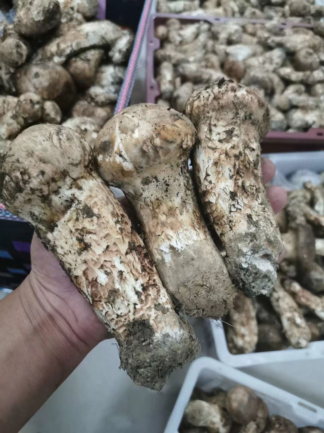 西藏林芝新鲜松茸 1000g每件 一件代发 欢迎洽谈